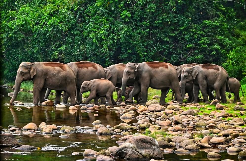 Majestic Kerala Elephants