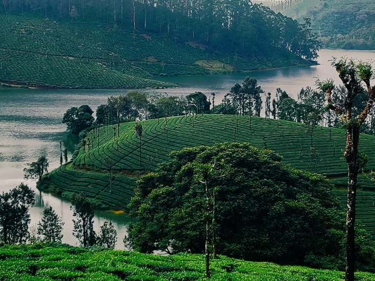 Lush Green Tea Estates